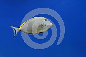 the powder brown tang (Acanthurus japonicus) in the aquarium