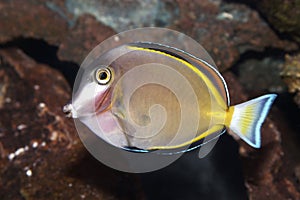 Powder Brown Tang Fish