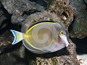 Powder Brown Tang Fish