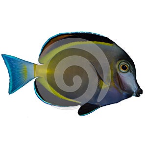 Powder Brown Tang Isolated