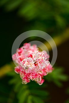 Powder Puff flower micro