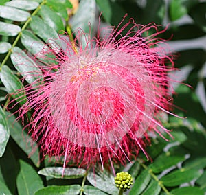 Powder puff tree is captivating, covered with big, bright blooms.