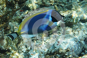 Powderblue surgeonfish Acanthurus leucosternon