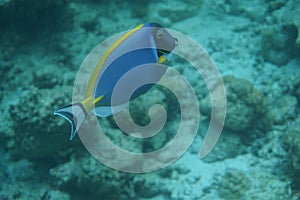 Powderblue surgeonfish Acanthurus leucosternon