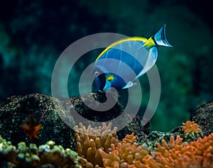 Powderblue surgeonfish, Acanthurus leucosternon