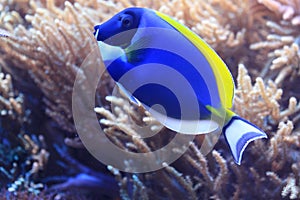 Powderblue surgeonfish photo