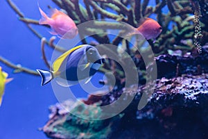 Powderblue tang fish Acanthurus leucosternon