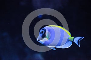 Powderblue tang fish Acanthurus leucosternon