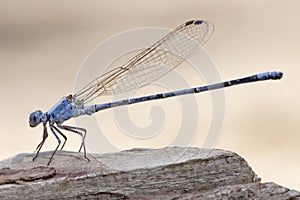 Powdered Dancer, Argia moesta