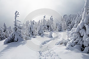 Powdered with snow tall fir trees silently contemplate a daredevil who makes a path through the fog in the winter cold day.