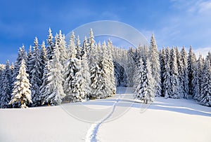 Powdered with snow tall fir-trees silently contemplate a daredevil who makes a path through in the winter cold day.