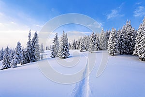 Powdered with snow tall fir-trees silently contemplate a daredevil who makes a path through in the winter cold day.