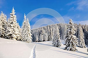 Powdered with snow tall fir-trees silently contemplate a daredevil who makes a path through in the winter cold day.