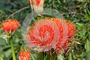 Powderpuff Blood lily Scadoxus multiflorus radiant deep orange flowers