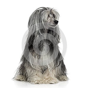 Powderpuff Chinese crested dog