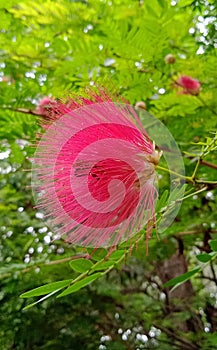 Powderpuff Plant Calliandra Haematocephala  Flower Closeup or Macro Shot with Green Background