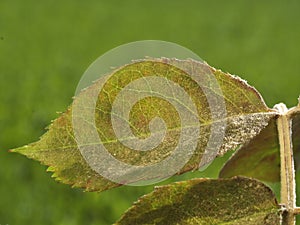 Powdery meldew on rose leaves