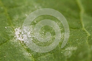 Powdery mildew