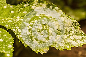 Powdery mildew