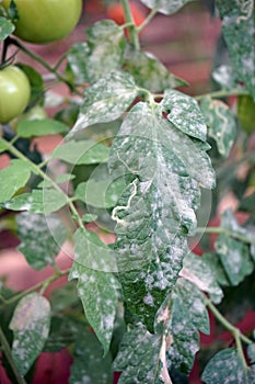 Powdery mildew disease symptom and leaf miner symptom on tomato leaf