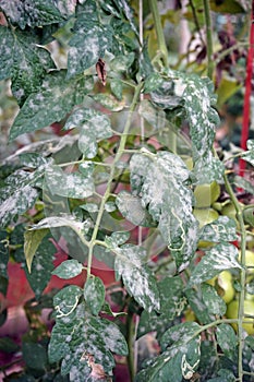 powdery mildew disease symptom on tomato leaf