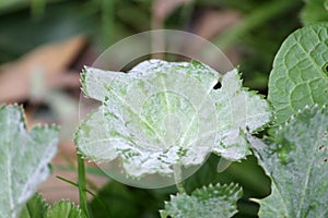 Powdery mildew Ecaused by Podosphaera aphanis on green leaf of Alchemilla vulgaris