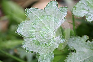 Powdery mildew Ecaused by Podosphaera aphanis on green leaf of Alchemilla vulgaris