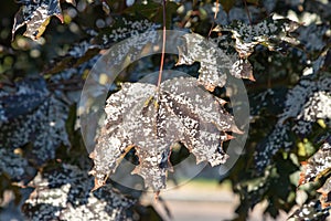 Powdery mildew, fungal disease on maple trees leave. Powdery mildew on maple leaves. White spots of powdery mildew on maple tree.