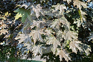 Powdery mildew, fungal disease on maple trees. Powdery mildew on maple leaves. White spots on maple tree. Pathogenic fungi,