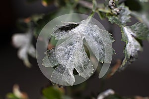 Powdery Mildew fungus on leafs of Hawthorns - Crataegus plant