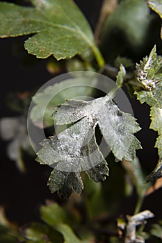 Powdery Mildew fungus on leafs of Hawthorns - Crataegus plant