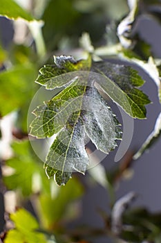 Powdery Mildew fungus on leafs of Hawthorns - Crataegus plant