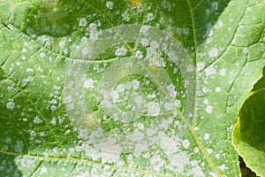 Powdery mildew on a leaf of pumpkin