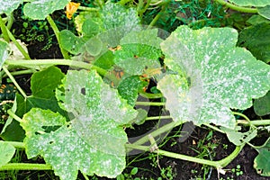 Powdery mildew on a leaf of pumpkin