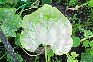 Powdery mildew on a leaf of pumpkin