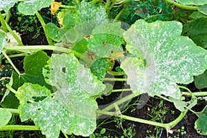 Powdery mildew on a leaf of pumpkin photo
