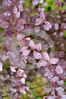 Powdery mildew on the leaves of Tunberg purple barberry Berberis thunbergii DC