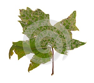 Powdery mildew on maple leaf isolated on white background