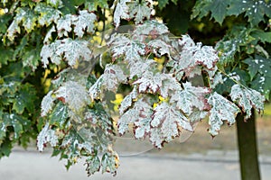 Powdery mildew on maple leaves. White spots of powdery mildew on maple tree. Powdery mildew, fungal disease. Pathogenic fungi,