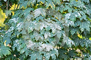 Powdery mildew on maple leaves. White spots of powdery mildew on maple tree. Powdery mildew, fungal disease. Pathogenic fungi,