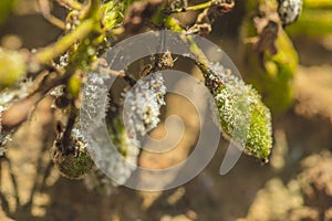 Powdery mildew ongrape