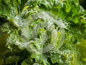 Powdery mildew on parsley caused by Erysiphe heraclei