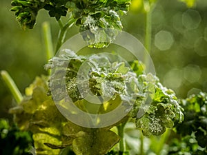 Powdery mildew on parsley photo
