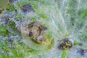 Powdery mildew photo