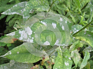 Powdery mildew on a peony plant