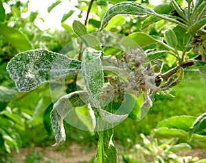 Powdery mildew ,Podoshpaera leucotricha on an apple tree