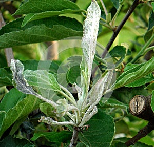 Powdery mildew ,Podoshpaera leucotricha on an apple tree