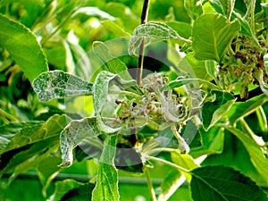 Powdery mildew ,Podoshpaera leucotricha on an apple tree