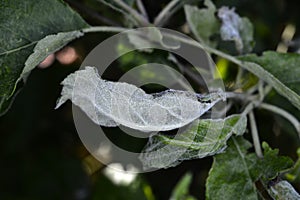 Powdery mildew,  podoshpaera leucotricha on an apple tree. Apple leaves infected and damaged by fungus disease