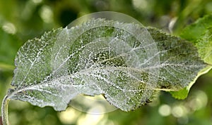 Powdery mildew,  podoshpaera leucotricha on an apple tree. Apple leaves infected and damaged by fungus disease